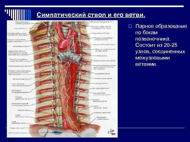 Симпатический ствол и его ветви. o Парное образование по бокам позвоночника. Состоит из 20