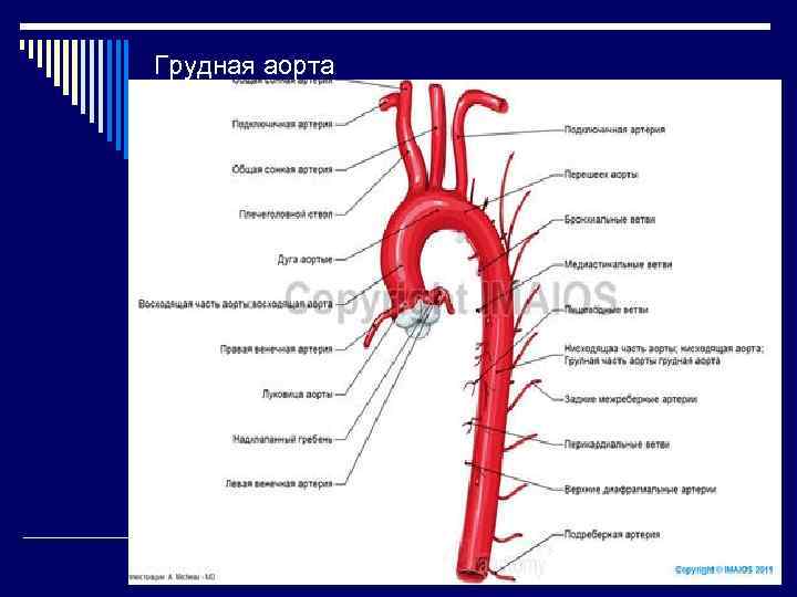 Грудная часть аорты схема