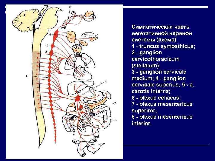 Симпатическая часть вегетативной нервной системы (схема). 1 - truncus sympathicus; 2 - ganglion cervicothoracicum