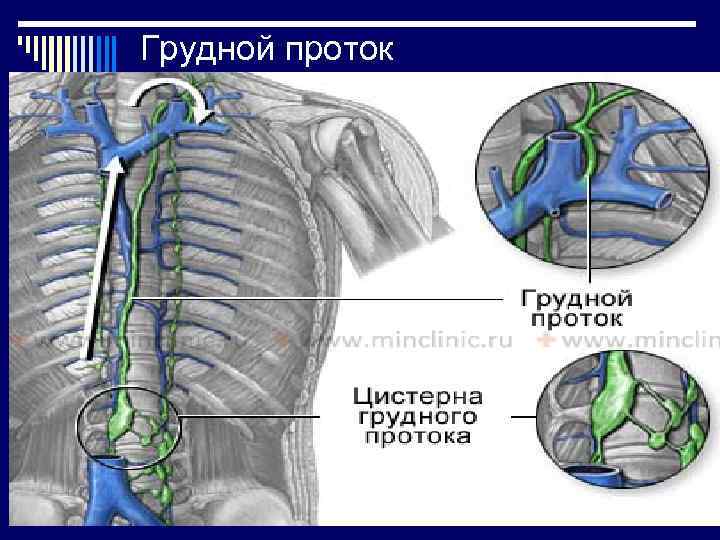 Грудной проток 