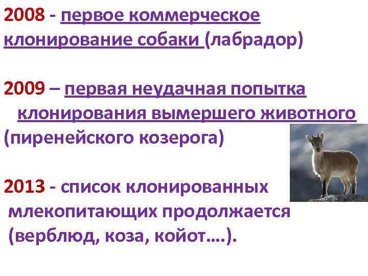 2008 - первое коммерческое клонирование собаки (лабрадор) 2009 – первая неудачная попытка клонирования вымершего