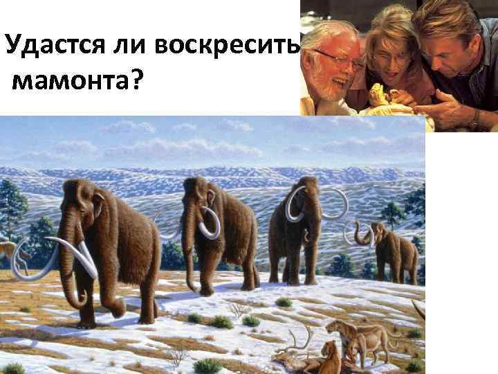 Удастся ли воскресить мамонта? 