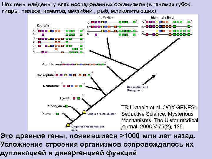 Нох-гены найдены у всех исследованных организмов (в геномах губок, гидры, пиявок, нематод, амфибий ,