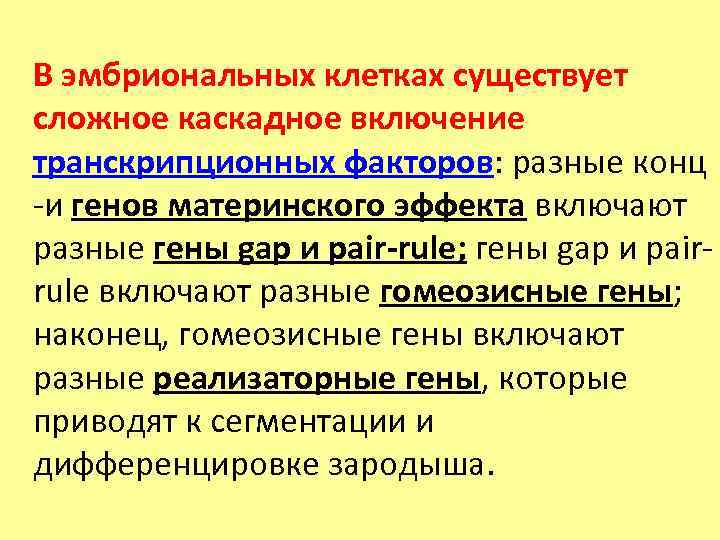 В эмбриональных клетках существует сложное каскадное включение транскрипционных факторов: разные конц -и генов материнского