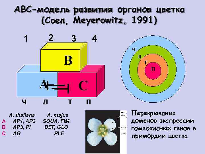 ABC-модель развития органов цветка (Coen, Meyerowitz, 1991) 2 1 3 4 Ч B A