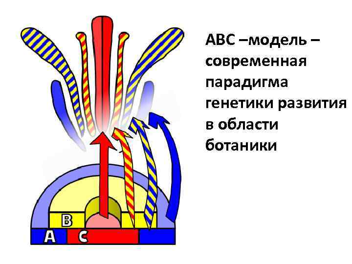 АВС –модель – современная парадигма генетики развития в области ботаники 