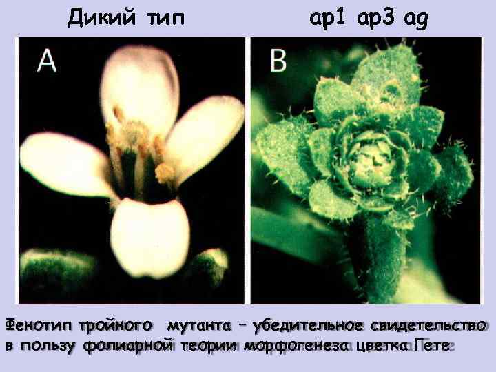 Дикий тип ap 1 ap 3 ag Фенотип тройного мутанта – убедительное свидетельство в