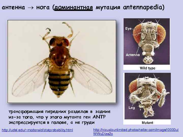 антенна нога (доминантная мутация antennapedia) трансформация передних разделов в задние из-за того, что у