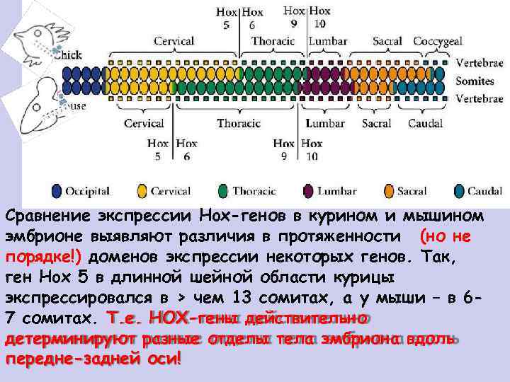Сравнение экспрессии Hox-генов в курином и мышином эмбрионе выявляют различия в протяженности (но не
