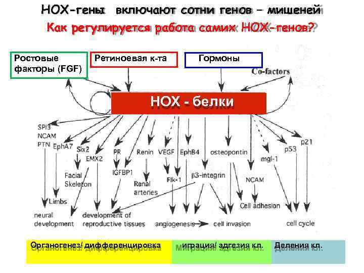 НОХ-гены включают сотни генов – мишеней Как регулируется работа самих НОХ-генов? Ростовые факторы (FGF)