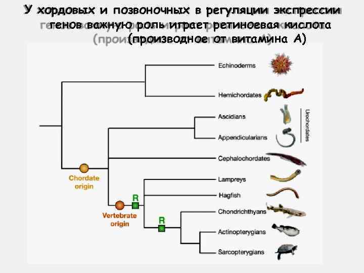 У хордовых и позвоночных в регуляции экспрессии генов важную роль играет ретиноевая кислота (производное