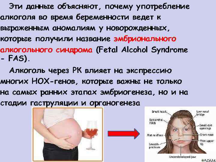 Эти данные объясняют, почему употребление алкоголя во время беременности ведет к выраженным аномалиям у