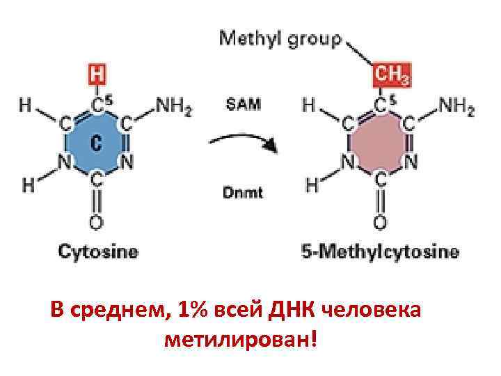 В среднем, 1% всей ДНК человека метилирован! 