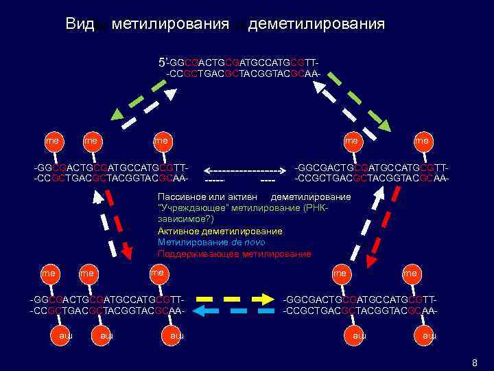 Виды метилирования и деметилирования 5’-GGCGACTGCGATGCCATGCGTT- -CCGCTGACGCTACGGTACGCAA- me me -GGCGACTGCGATGCCATGCGTT-CCGCTGACGCTACGGTACGCAA- Пассивное или активное деметилирование “Учреждающее”