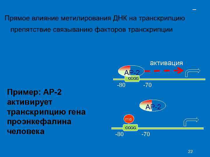 – активация AP-2 CCGG Пример: AP-2 активирует транскрипцию гена проэнкефалина человека -80 -70 AP-2