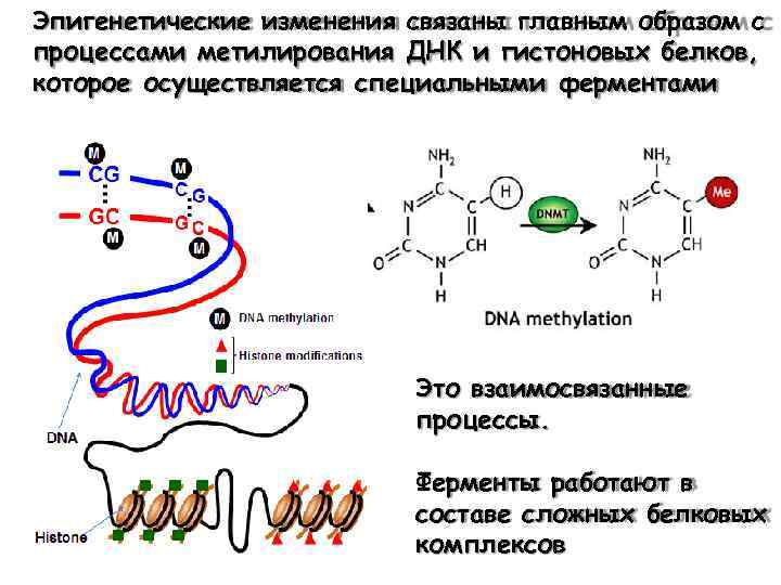 Эпигенетические изменения связаны главным образом с процессами метилирования ДНК и гистоновых белков, которое осуществляется