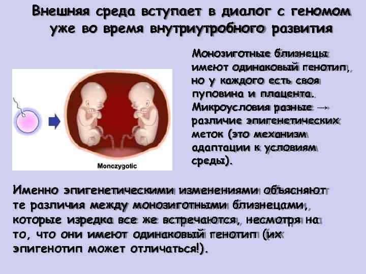 Внешняя среда вступает в диалог с геномом уже во время внутриутробного развития Монозиготные близнецы