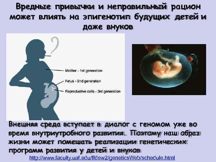 Вредные привычки и неправильный рацион может влиять на эпигенотип будущих детей и даже внуков