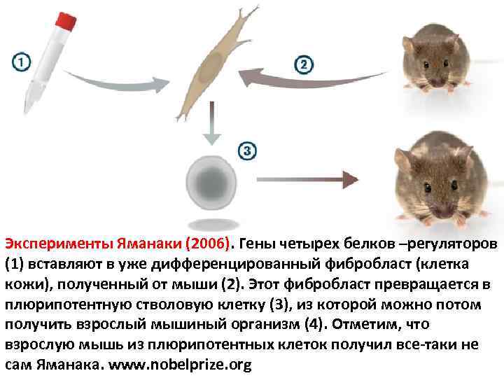 Эксперименты Яманаки (2006). Гены четырех белков –регуляторов (1) вставляют в уже дифференцированный фибробласт (клетка