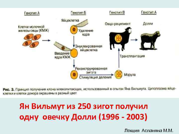 Ян Вильмут из 250 зигот получил одну овечку Долли (1996 - 2003) Лекция Асланяна