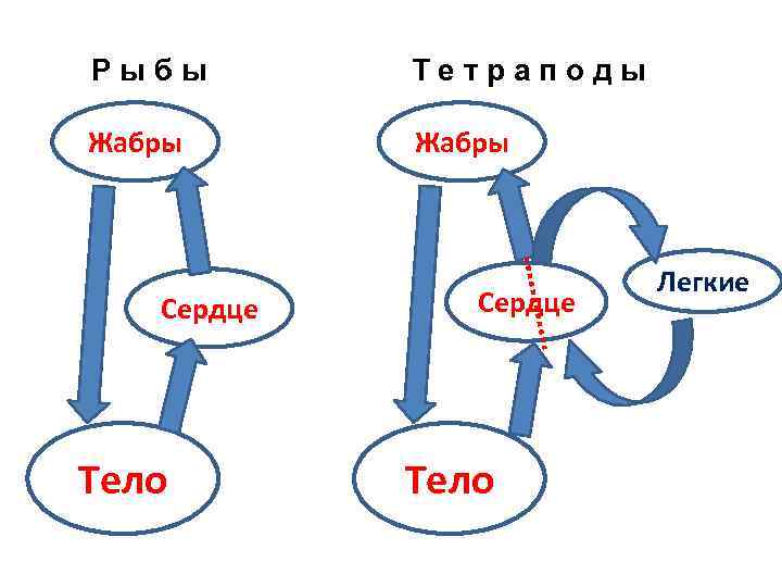 Р ы б ы Т е т р а п о д ы Жабры