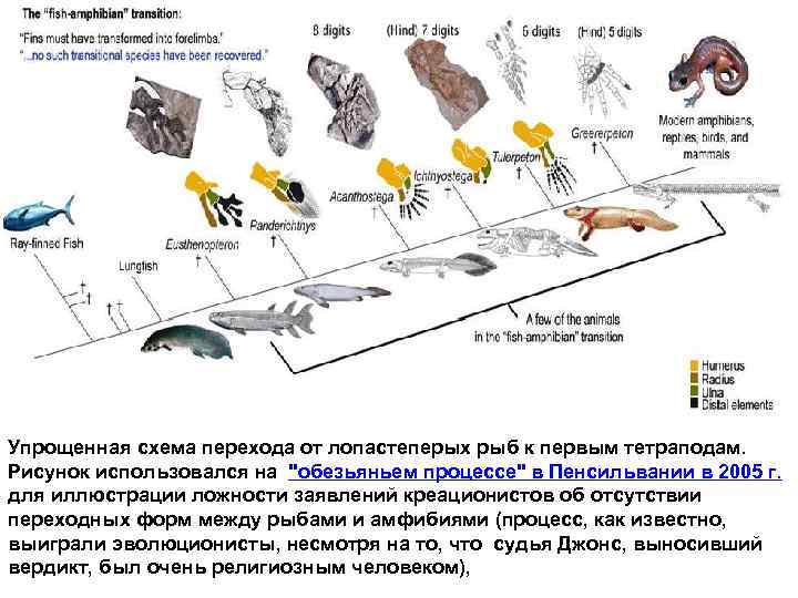 Доказательства переходной формы