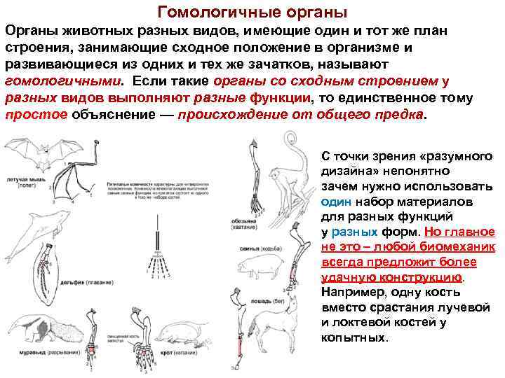 Гомологичные органы Органы животных разных видов, имеющие один и тот же план строения, занимающие