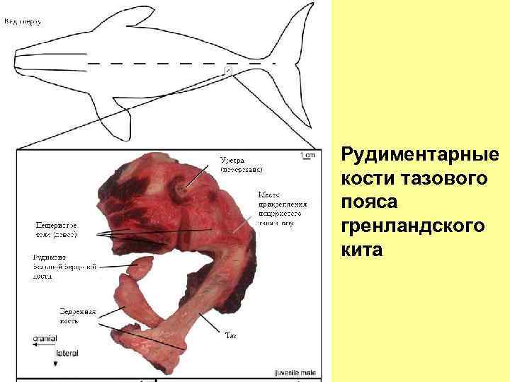 Рудиментарные кости тазового пояса гренландского кита 