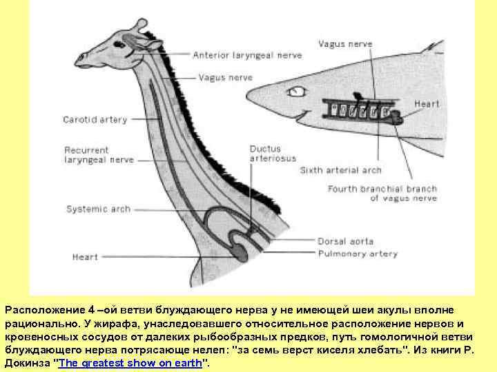 Расположение 4 –ой ветви блуждающего нерва у не имеющей шеи акулы вполне рационально. У