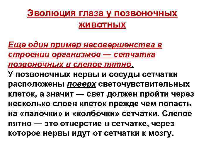 Эволюция глаза у позвоночных животных Еще один пример несовершенства в строении организмов — сетчатка