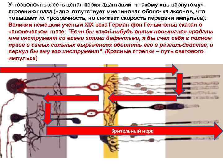 У позвоночных есть целая серия адаптаций к такому «вывернутому» строению глаза (напр. отсутствует миелиновая