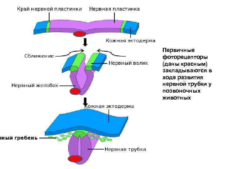 Первичные фоторецепторы (даны красным) закладываются в ходе развития нервной трубки у позвоночных животных 