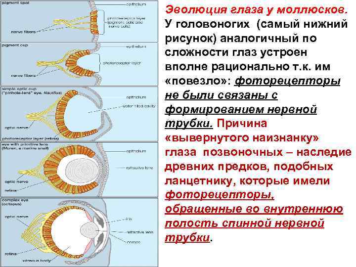 Эволюция глаза у моллюсков. У головоногих (самый нижний рисунок) аналогичный по сложности глаз устроен