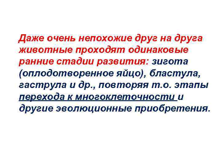 Даже очень непохожие друг на друга животные проходят одинаковые ранние стадии развития: зигота (оплодотворенное
