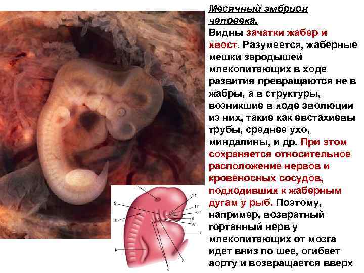 Месячный эмбрион человека. Видны зачатки жабер и хвост. Разумеется, жаберные мешки зародышей млекопитающих в