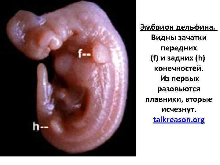 Эмбрион дельфина. Видны зачатки передних (f) и задних (h) конечностей. Из первых разовьются плавники,