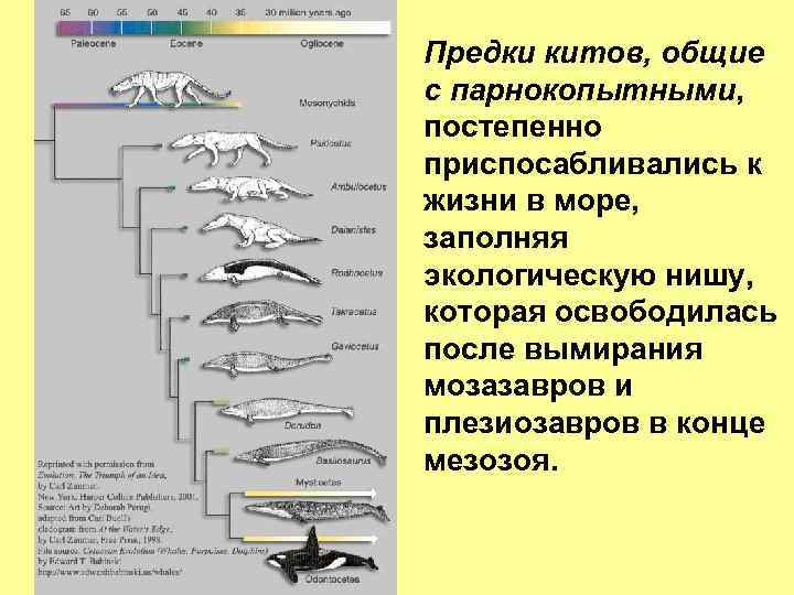 Предки китов, общие с парнокопытными, постепенно приспосабливались к жизни в море, заполняя экологическую нишу,