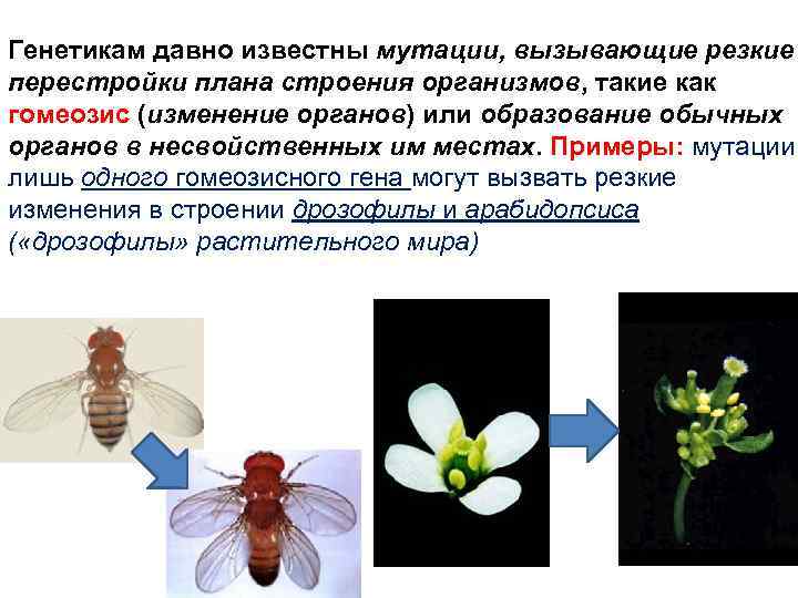 Генетикам давно известны мутации, вызывающие резкие перестройки плана строения организмов, такие как гомеозис (изменение