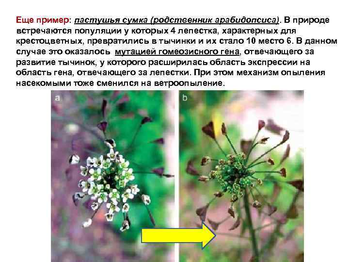 Еще пример: пастушья сумка (родственник арабидопсиса). В природе встречаются популяции у которых 4 лепестка,