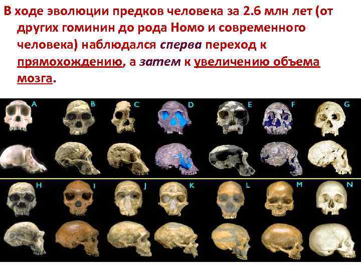 В ходе эволюции предков человека за 2. 6 млн лет (от других гоминин до