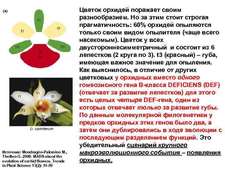 Источник: Mondragón-Palomino M. , Theißen G. 2008. MADS about the evolution of orchid flowers.