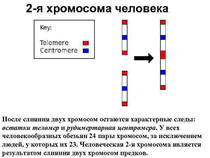 2 -я хромосома человека После слияния двух хромосом остаются характерные следы: остатки теломер и