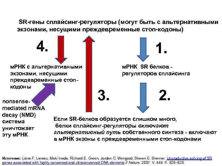  SR-гены сплайсинг-регуляторы (могут быть с альтернативными экзонами, несущими преждевременные стоп-кодоны) 4. 1. м.