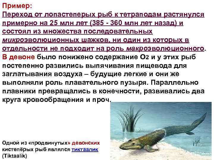 Пример: Переход от лопастеперых рыб к тетраподам растянулся примерно на 25 млн лет (385