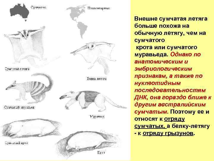 Рассмотрите рисунок с изображением колибри и муравьеда и определите тип приспособления