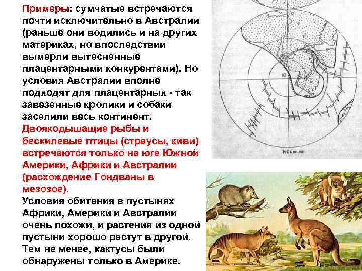 Презентация по биологии 7 класс ареалы обитания миграции закономерности размещения животных латюшин