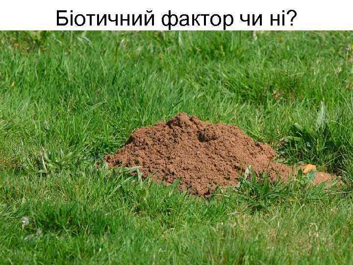 Біотичний фактор чи ні? 