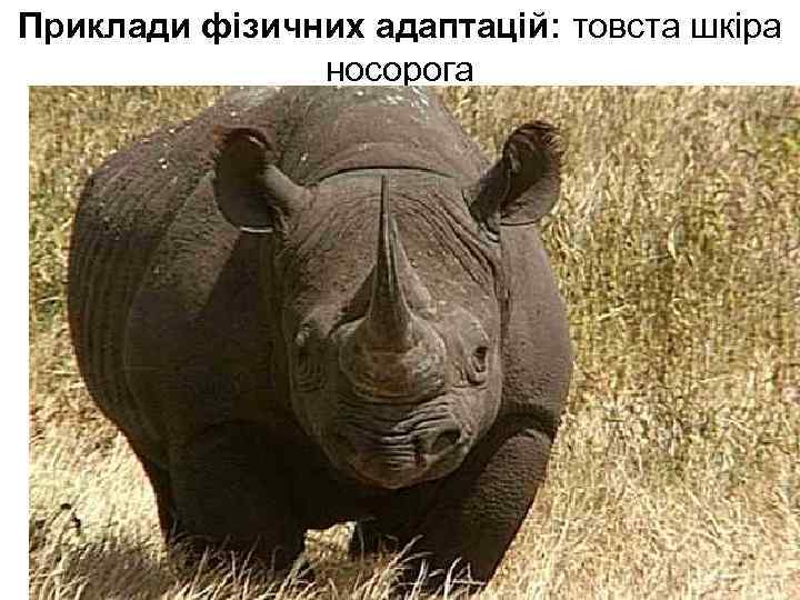 Приклади фізичних адаптацій: товста шкіра носорога 