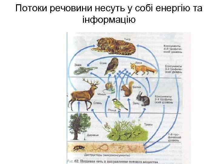 Потоки речовини несуть у собі енергію та інформацію 