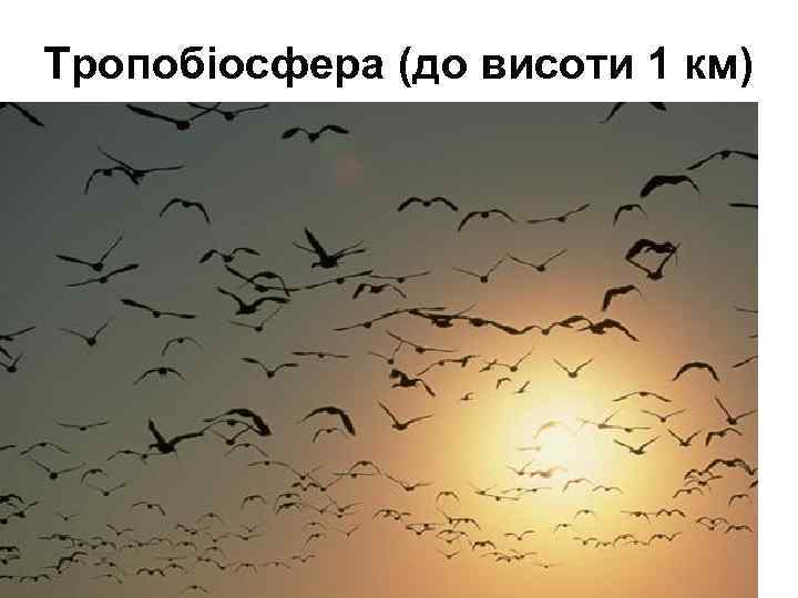 Тропобіосфера (до висоти 1 км) 